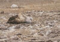 An adult brown duck cuddle-t hugging a white duckling on a rocky, muddy shore by the water.