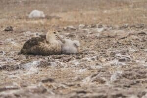 An adult brown duck cuddle-t hugging a white duckling on a rocky, muddy shore by the water.