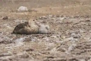 An adult brown duck cuddle-t hugging a white duckling on a rocky, muddy shore by the water.