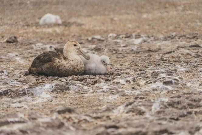 An adult brown duck cuddle-t hugging a white duckling on a rocky, muddy shore by the water.