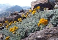 Yellow flowering plants with silvery leaves grow among gray rocks on a rocky mountainside, with distant blue mountain ranges in the background.