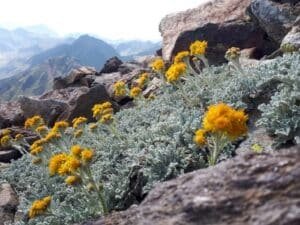 Yellow flowering plants with silvery leaves grow among gray rocks on a rocky mountainside, with distant blue mountain ranges in the background.