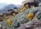 Yellow flowering plants with silvery leaves grow among gray rocks on a rocky mountainside, with distant blue mountain ranges in the background.