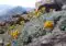 Yellow flowering plants with silvery leaves grow among gray rocks on a rocky mountainside, with distant blue mountain ranges in the background.