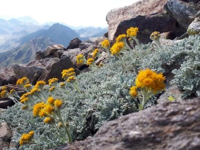 Yellow flowering plants with silvery leaves grow among gray rocks on a rocky mountainside, with distant blue mountain ranges in the background.