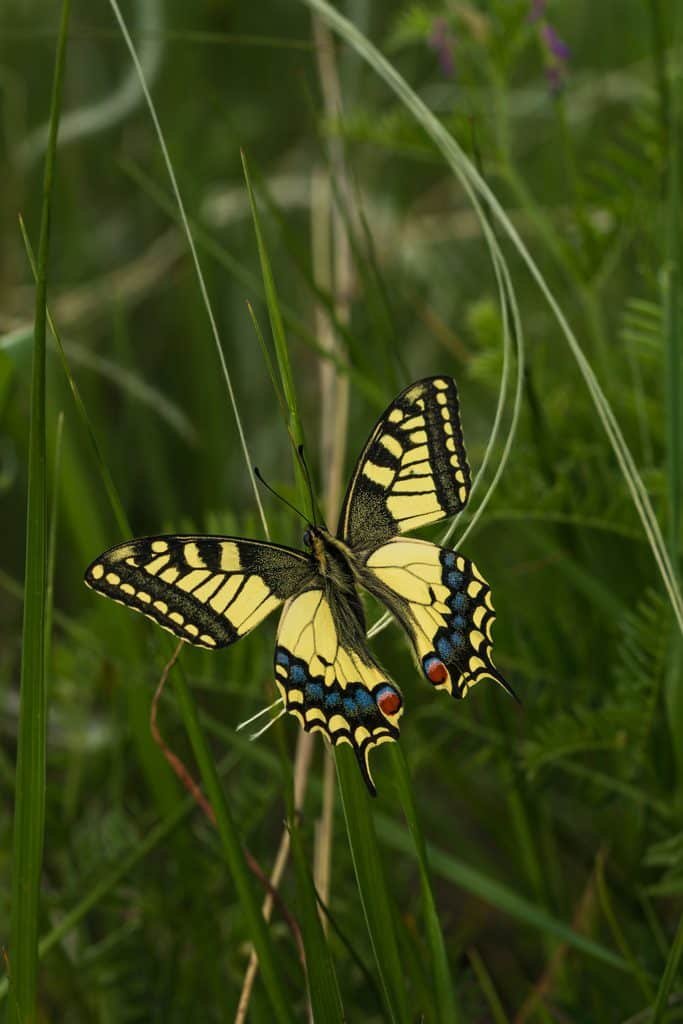 Der Schwalbenschwanz gehört zu den bekanntesten Schmetterlingen. Credits: Bejan Adrian, pexels