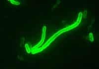Fluorescent green rod-shaped bacteria visible against a dark background under a microscope.