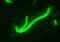 Fluorescent green rod-shaped bacteria visible against a dark background under a microscope.