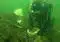 SCUBA diver in full gear kneels on a rocky seabed, placing a white bucket into a crevice as a white plastic bag floats nearby in greenish underwater murk.