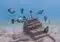 Underwater scene of a sunken wooden structure on a sandy seabed, with several blue-gray fish swimming around.