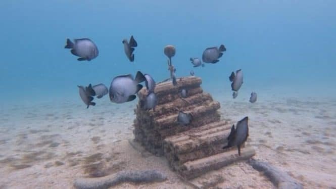 Underwater scene of a sunken wooden structure on a sandy seabed, with several blue-gray fish swimming around.