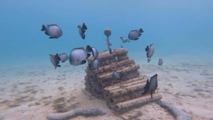 Riffbarsche schwimmen in der Nähe einer separat gelegenen künstlichen Riffstruktur namens „Stack“, die auch in den Studien zur akustischen Anreicherung verwendet wurde.Credits
Nina Schiettekatte