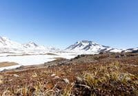 Snowy mountain range under a clear blue sky with sparse alpine vegetation in the foreground.