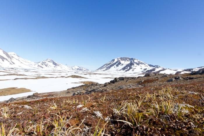 Auf diesem Foto aus dem Jahr 2012 ist die Tundra-Vegetation in der grönländischen Landschaft zu sehen. Eine von der Universität Buffalo geleitete Studie ergab, dass die Sommertemperaturen im Camp Century auf Grönland während einer eisfreien Periode vor 416.000 Jahren um 4,7 Grad Celsius höher lagen.

Kredit
Josh Brown, Universität von Vermont