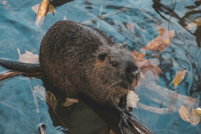 Beaver sitting in a shallow pool of water with autumn leaves floating around it.