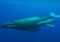 Whale shark swimming in deep blue ocean, with a small remora attached near its tail.