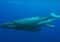 Whale shark swimming in deep blue ocean, with a small remora attached near its tail.