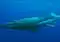 Whale shark swimming in deep blue ocean, with a small remora attached near its tail.
