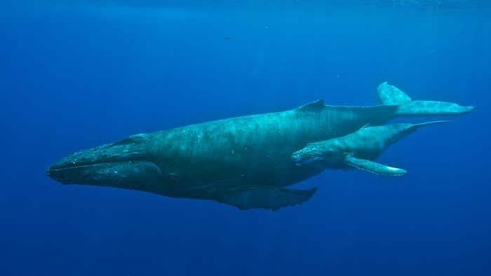 Ein Buckelwal mit Kalb im Meeresschutzgebiet für Buckelwale der NOAA vor den Hawaii-Inseln. Wissenschaftler schätzen, dass bis zu 12.000 Wale – mehr als die Hälfte der Buckelwalpopulation im Nordpazifik – von November bis Mai in die hawaiianischen Gewässer zurückkehren, um sich zu paaren, zu kalben und ihre Jungen zu säugen.

Kredit
Nationales Meeresschutzgebiet der NOAA für Buckelwale auf den Hawaii-Inseln