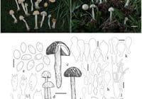 Two photo panels: (a) small tan mushrooms scattered on grass; (b) white-capped mushrooms with stems in turf. Inset scale bars show size reference for each panel.