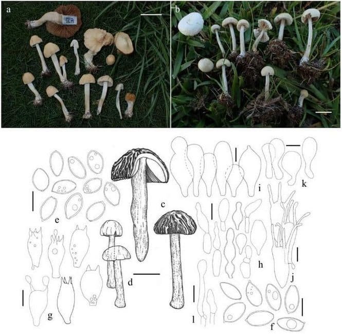 Two photo panels: (a) small tan mushrooms scattered on grass; (b) white-capped mushrooms with stems in turf. Inset scale bars show size reference for each panel.