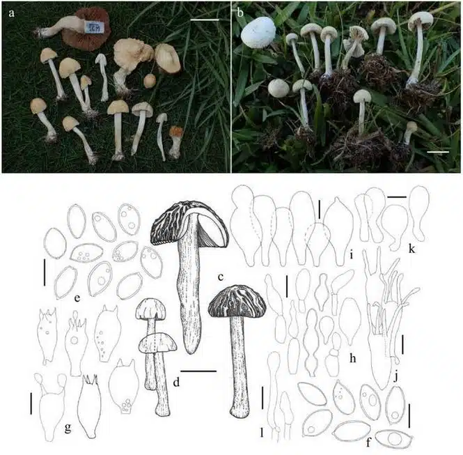 Two photo panels: (a) small tan mushrooms scattered on grass; (b) white-capped mushrooms with stems in turf. Inset scale bars show size reference for each panel.