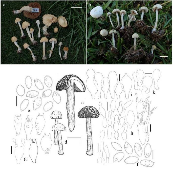 (a)–(d) Basidiomata. (e), (f) Basidiosporen. (g) Basidien. (h) Cheilozystiden. (i) Pleurozystiden. (j) Unregelmäßige Elemente. (k) Elemente der Pileipellis. (l) Elemente der Stipitipellis. Belegexemplare sind hier abgebildet: (a), (e), (g), (k) und (l) (TNS F-84789). (b), (f), (j) (TNS F-110973). (c) (TNS F-110974). Maßstabsbalken = 1 cm in (b); 2 cm in (c), (d); 3 cm in (a); 10 µm in (e)–(g), (i)–(l); 20 µm in (h).

Kredit
Panfungi