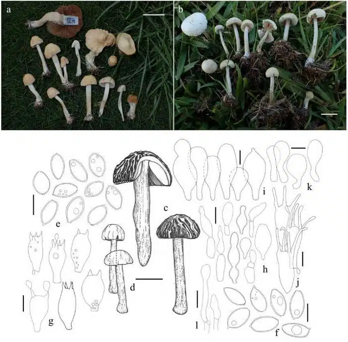 (a)–(d) Basidiomata. (e), (f) Basidiosporen. (g) Basidien. (h) Cheilozystiden. (i) Pleurozystiden. (j) Unregelmäßige Elemente. (k) Elemente der Pileipellis. (l) Elemente der Stipitipellis. Belegexemplare sind hier abgebildet: (a), (e), (g), (k) und (l) (TNS F-84789). (b), (f), (j) (TNS F-110973). (c) (TNS F-110974). Maßstabsbalken = 1 cm in (b); 2 cm in (c), (d); 3 cm in (a); 10 µm in (e)–(g), (i)–(l); 20 µm in (h).

Kredit
Panfungi