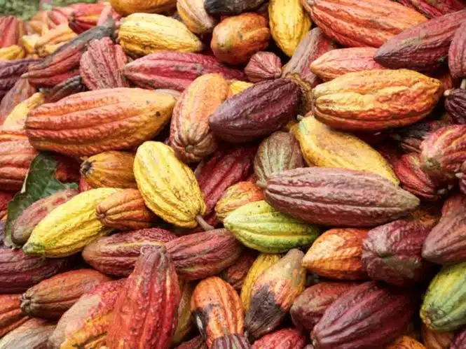 Pile of cacao pods in red, yellow, and purple hues, ready for harvest.