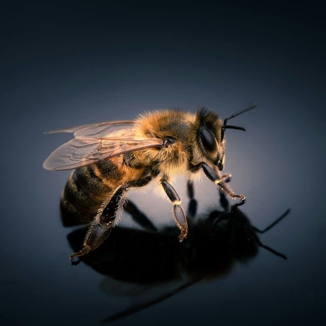 Close-up of a honeybee resting on a glossy dark surface, showing its fuzzy thorax and delicate wings with a reflective shadow beneath.