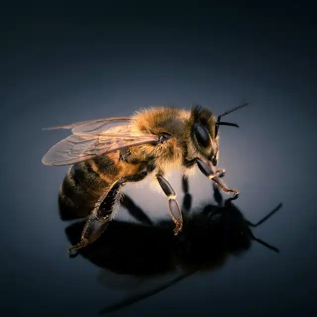 Close-up of a honeybee resting on a glossy dark surface, showing its fuzzy thorax and delicate wings with a reflective shadow beneath.