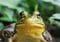 Close-up of a green frog facing the camera with large, round eyes in a leafy setting.