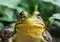 Close-up of a green frog facing the camera with large, round eyes in a leafy setting.