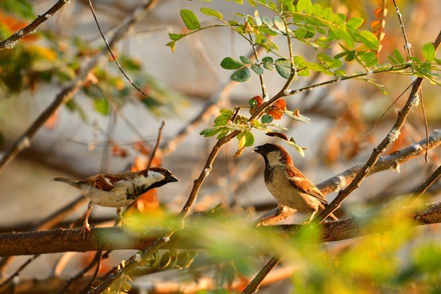 Two small brown-and-beige birds perched on thin branches among green leaves with a blurred stone wall in the background.