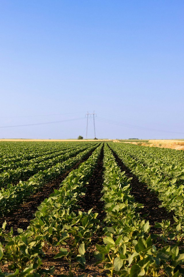 Wide field of young green crops in neat parallel rows under a clear blue sky; power lines in the distance.