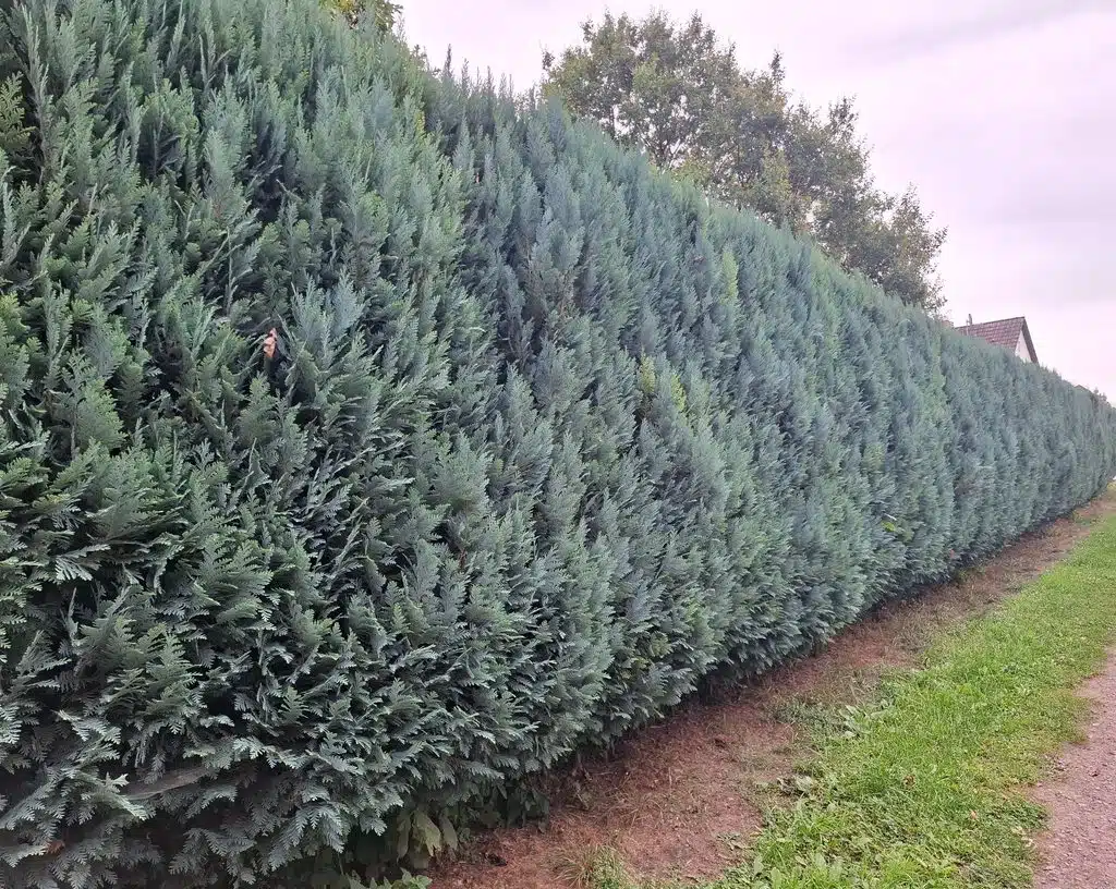Grüne Wand: eine typische Lebensbaumhecke. Credits: Pugnalom