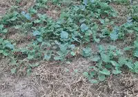 The effects of the gramnicides are clearly visible. Credits: Pugnalom