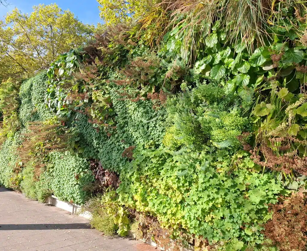 Eine noch im Oktober üppig begrünte Schutzwand in Kassel. Credits: Pugnalom