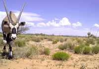 Oryxantilopen sind auf dem Vormarsch in die USA. Credits: Jornada Basin, LTER
