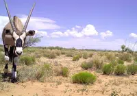 Oryxantilopen sind auf dem Vormarsch in die USA. Credits: Jornada Basin, LTER