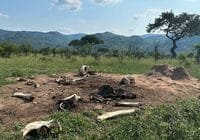 Dry savanna scene with scattered animal bones and skulls on bare dirt, sparse trees, and distant hills.