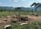 Dry savanna scene with scattered animal bones and skulls on bare dirt, sparse trees, and distant hills.