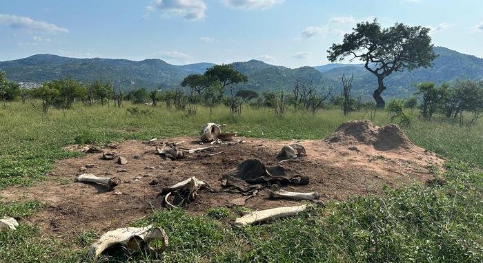 Ein Elefant verwandelt den Ort seines Todes und hinterlässt ein Vermächtnis, das lange anhält, nachdem der Körper verschwunden und die Knochen verstreut sind.Credits
Courtney Reed