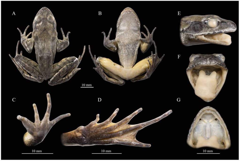 Fotos des Holotyps von R. shii sp. nov. Credits: DOI: 1