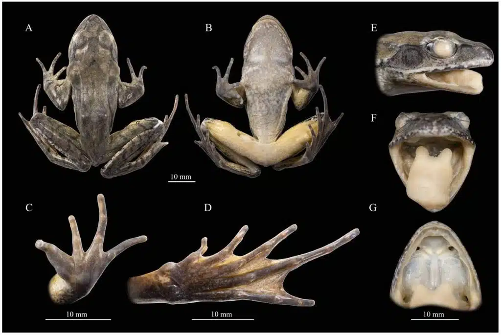 Fotos des Holotyps von R. shii sp. nov. Credits: DOI: 1