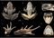 Fotos des Holotyps von R. shii sp. nov. Credits: DOI: 1