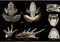 Fotos des Holotyps von R. shii sp. nov. Credits: DOI: 1