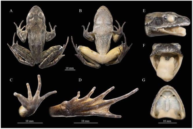 Fotos des Holotyps von R. shii sp. nov. Credits: DOI: 1