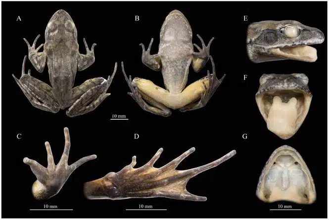 Fotos des Holotyps von R. shii sp. nov. Credits: DOI: 1
