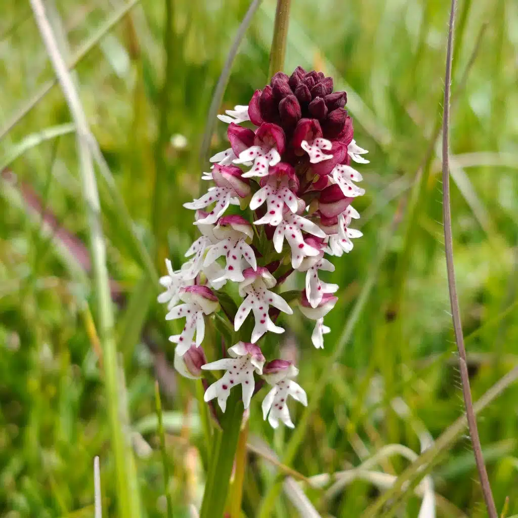 Das Brand-Knabenkraut (Neotinea ustulata, früher Orchis ustulata) ist eine seltene Orchideenart nährstoffarmer, meist kalkreicher Wiesen und Magerrasen. Namensgebend sind die dicht gedrängten Blütenstände, deren noch geschlossene Knospen dunkelrot bis schwärzlich gefärbt sind und dadurch wie angebrannt aussehen. Durch Düngung und Nutzungsintensivierung sind die geeigneten Lebensräume und damit die Bestände in Baden-Württemberg stark zurückgegangen. Urhebervermerk/Copyright-Vermerk: SMNS, Viktoria Ferenc